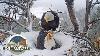Big Bear Bald Eagle Live Nest Cam 1