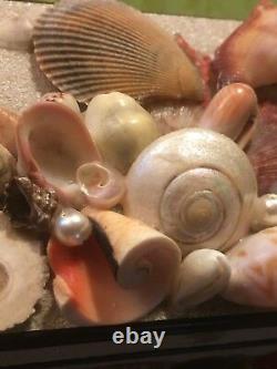 ENGLISH 1950s JEWELLERY MUSIC BOX & SEASHELLS HANDCRAFTED IN ENGLANDMINTRARE