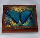 Ercolano High Gloss Butterfly Wood Jewelry Music Box Italy
